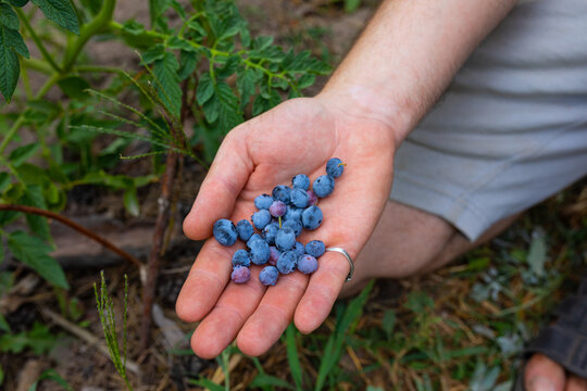 blueberries in a man's hand