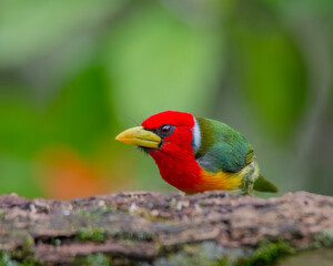 AVES COLOMBIA