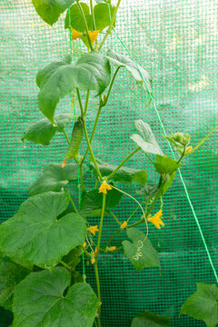 weaving a cucumber bush