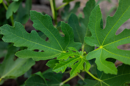 fig leaves