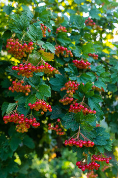 viburnum branches