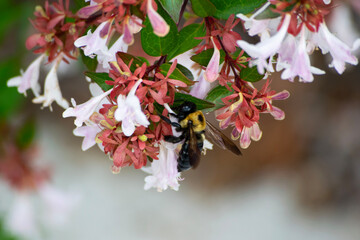 Bumblebee on a flower
