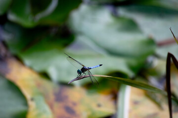 dragonfly on a leaf