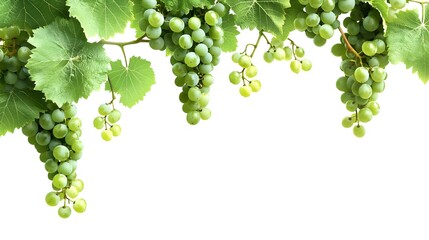 Green Grapes with Leaves isolated on white background