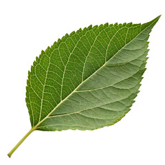 Green Leaf with Transparent Background Generative AI