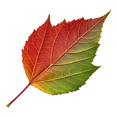Fototapeta premium Green Leaf Yellow Leaf Red Leaf with Transparent Background Generative AI