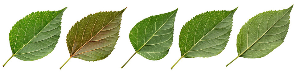 Set Green Leaf with Transparent Background Generative AI