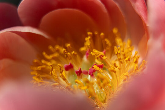 Flower Pollen Peony Macro Texture