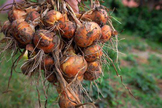 bunch of onions