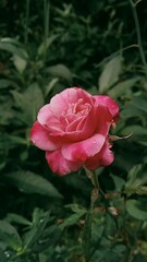 pink rose in garden