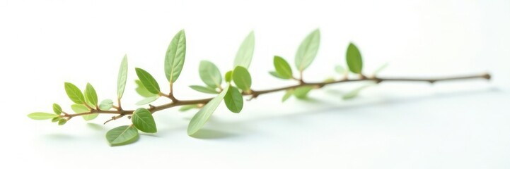 Obraz premium Delicate branch with tiny leaves isolated on white background, solo, simple