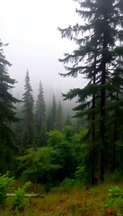 Fototapeta premium Misty Forest Panorama, photo. with white shades