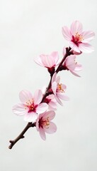 Obraz premium Single cherry blossom branch against a stark white backdrop, showcasing its delicate petals and texture, color, white, tree