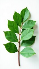 Fototapeta premium single eucalyptus leaf isolated on white surface, flora, tropical, plant