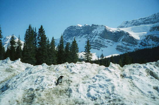Crow sitting on huge pile of snow in mountains 