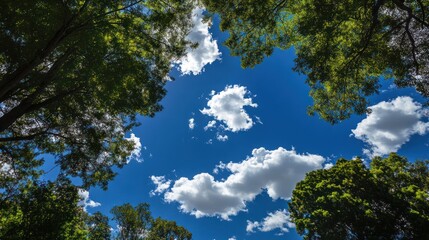 Obraz premium The Blue Sky Seen Through Green Tree Canopy With Clouds
