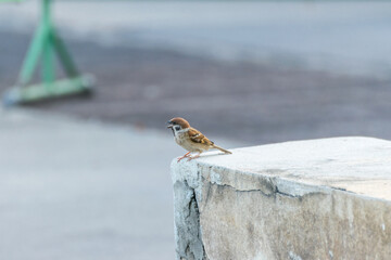 Bird (Eurasian tree sparrow) in a nature wild