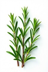 Obraz premium Sprigs of fresh rosemary on a white background, green, rosemary