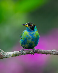 MILERO VERDE JUVENIL 
