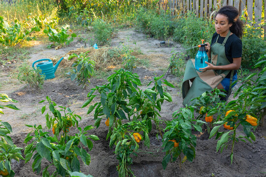 pepper irrigation