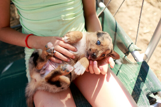 Anonymous kid playing with little puppy sitting outdoors in sunlight