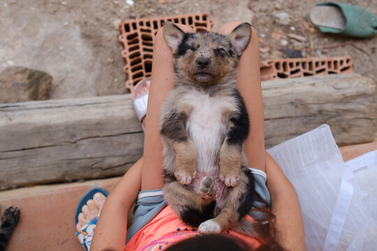 Anonymous kid with sleeping little puppy on her lap sitting outdoors