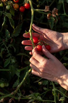 Woman's hands collecting red tomatoes