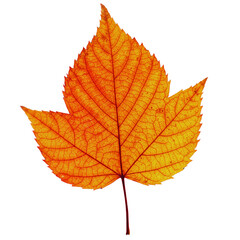 Fototapeta premium Maple Autumn Leaf PNG Illustration with Transparent Background for Seasonal and Fall-Themed Designs
