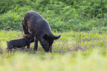 A feral hog / feral pig / wild hog / wild pig (Sus scruff) with piglets nursing from her, in Myakka River State Park, Florida © Hayley Rutger