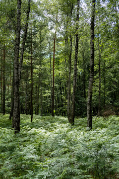 Lush forest