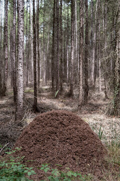 Anthill in forest