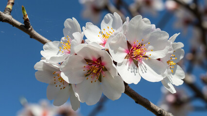 cherry blossom in spring, Generative AI