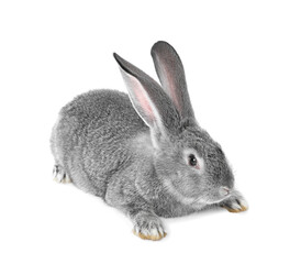 Fluffy grey rabbit on white background. Cute pet