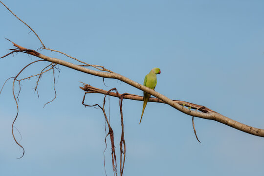 Green parrot on the branch in wilderness