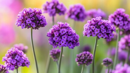 Fototapeta premium Purple Flowers in Bloom