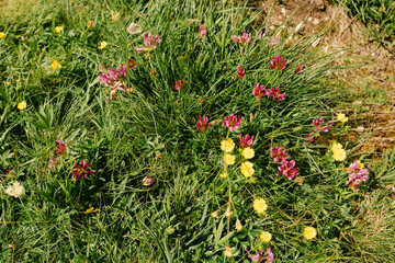 landscape of wild flowers In the  Alps. 