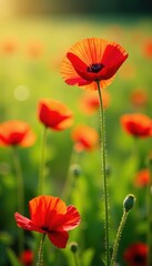 Vibrant red poppy blossoms in sun-drenched meadow, light, macro