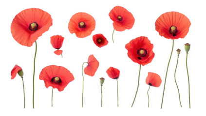 vibrant red poppy flowers in various sizes and orientations showcasing their delicate petals and green stems against a white background ideal for design or decoration purposes