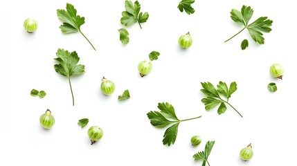 Gooseberries and Parsley Isolated on White Background