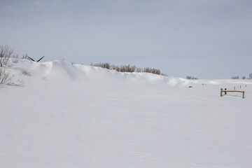 deep snow in a farm windbreak