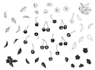 さくらんぼフルーツと花の線画、シルエットイラスト素材_モノクロ
