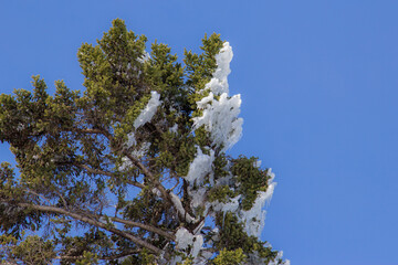 ice on a blue spruce tree
