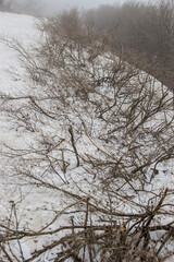 crushed bushes in a snow drift