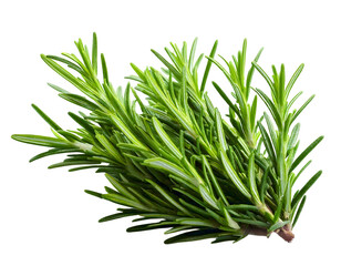 Fototapeta premium Vibrant sprig of fresh rosemary, isolated on white. Perfect for culinary, health, or beauty concepts. Represents freshness, purity, and natural goodness. Ideal for websites, blogs, or recipe books.