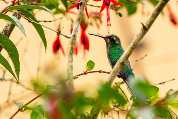 Besourinho-de-bico-vermelho (Chlorostilbon lucidus) fêmea