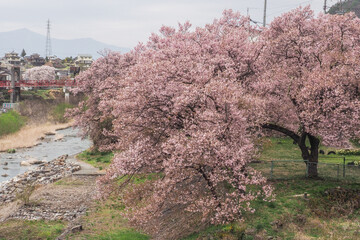 高遠の桜