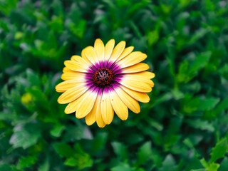 Close-up of Yellow Osteospermum Flower with Green Leaves in Natural Light