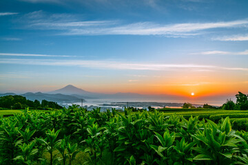 富士山