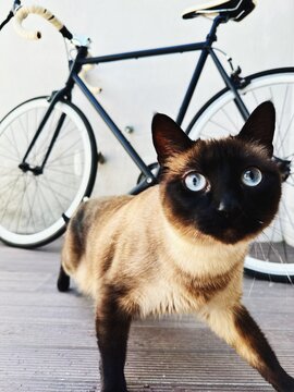 Siamese Cat and Vintage Bicycle in Urban Setting