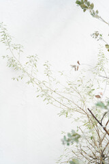 べランダの植物と白い壁